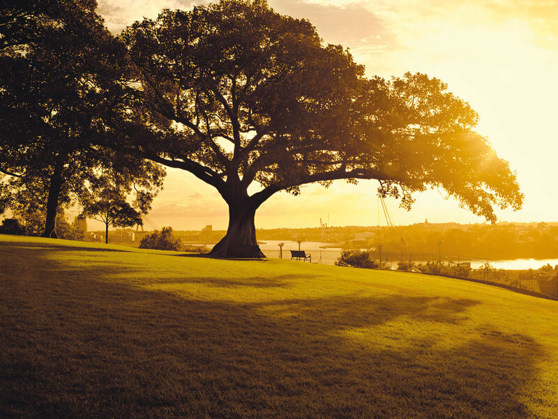 Large Tree on Hill
