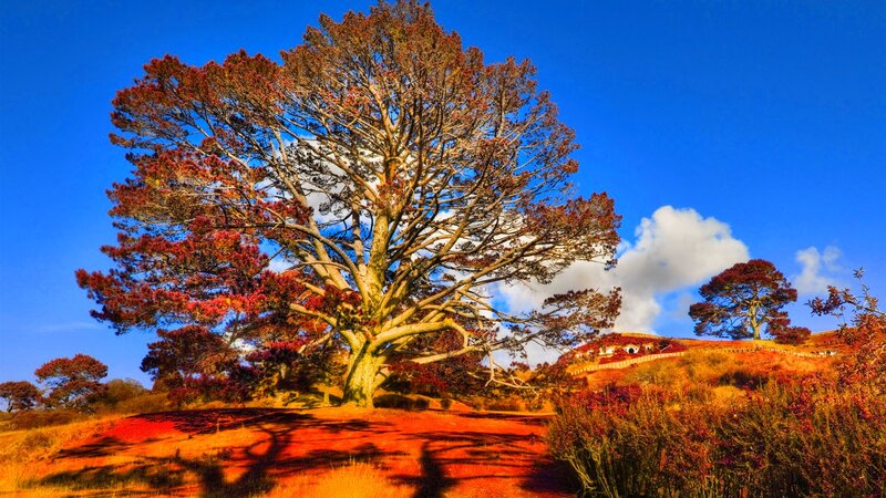 Large Tree on Hillside — Blue