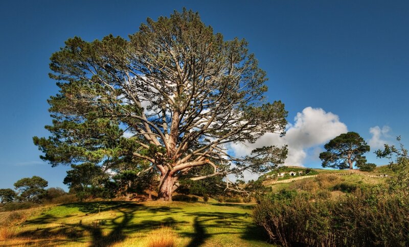 Large Tree on Hillside — Green, Serene