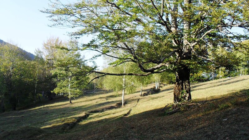 Large Tree on Hillside — Green