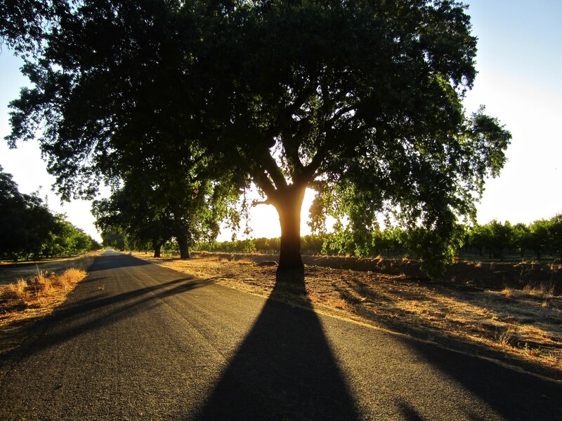 Large Tree on Road — Green, Serene, Sunset