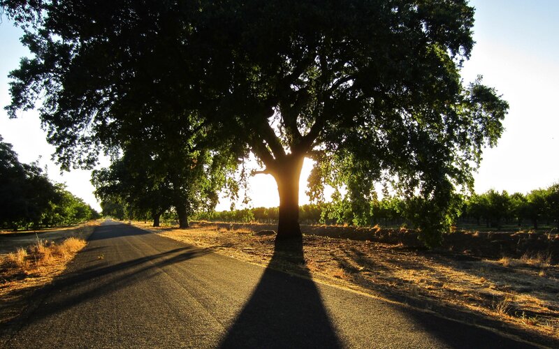 Large Tree on Road