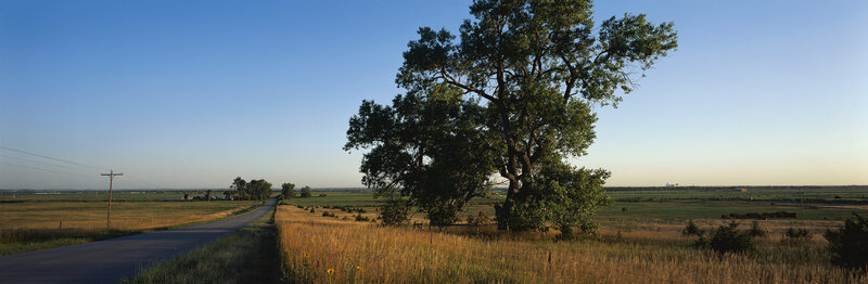 Large Tree on Roadside