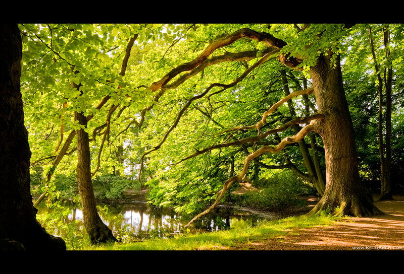 Large Tree over Pond