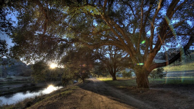 Large Tree over River — Green