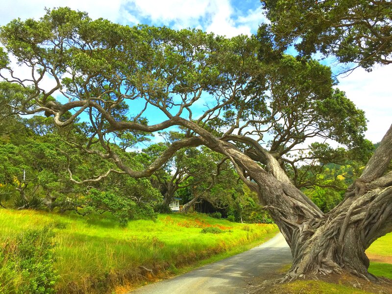 Large Tree over Road