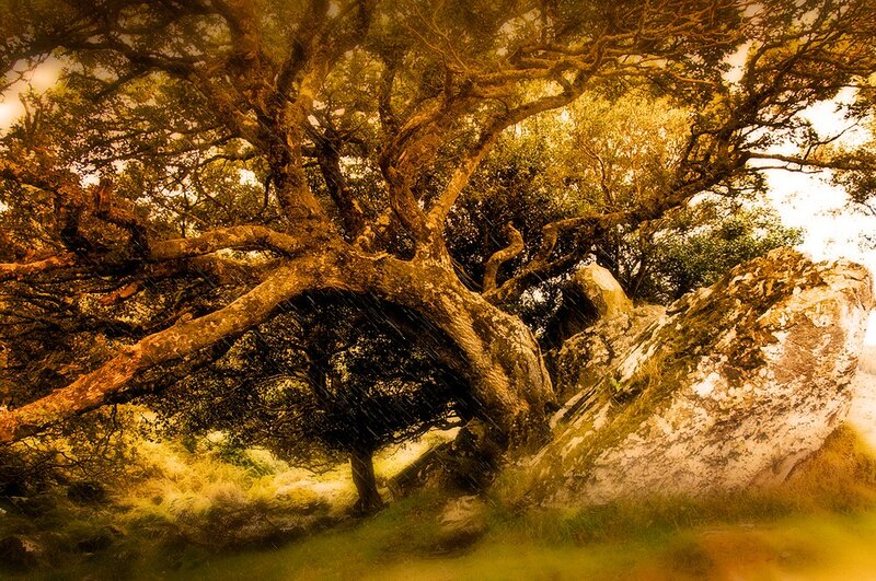 Large Tree over Rock