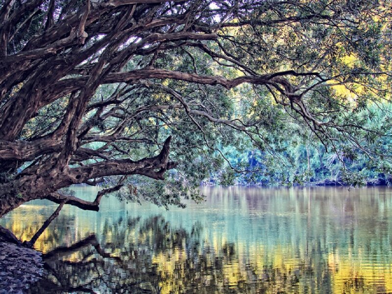 Large Tree over Water