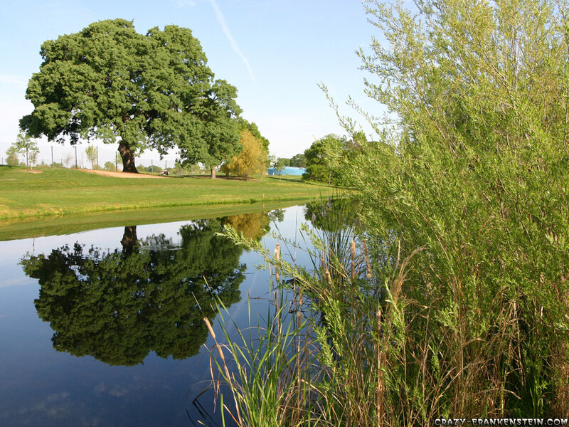 Large Tree Reflecting in Pond