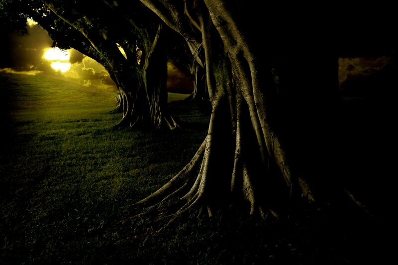 Large Tree Roots at Sunset