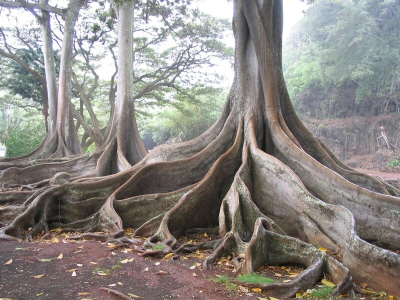 Large Tree Roots — Brown
