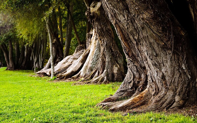 Large Tree Roots — Green, Serene