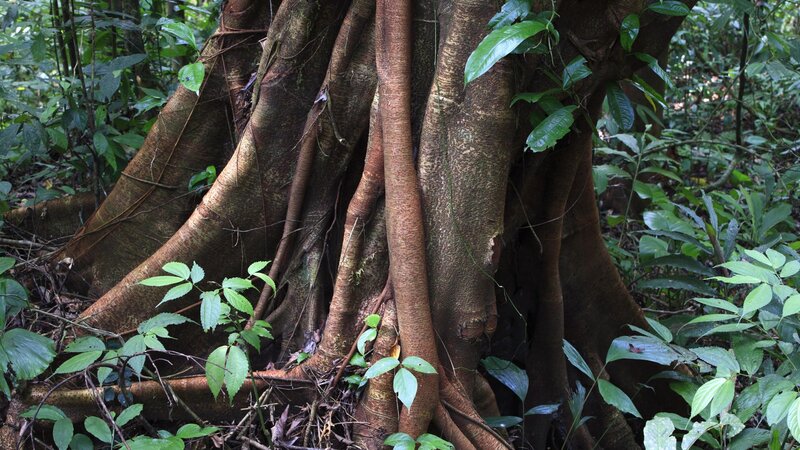 large tree roots in forest
