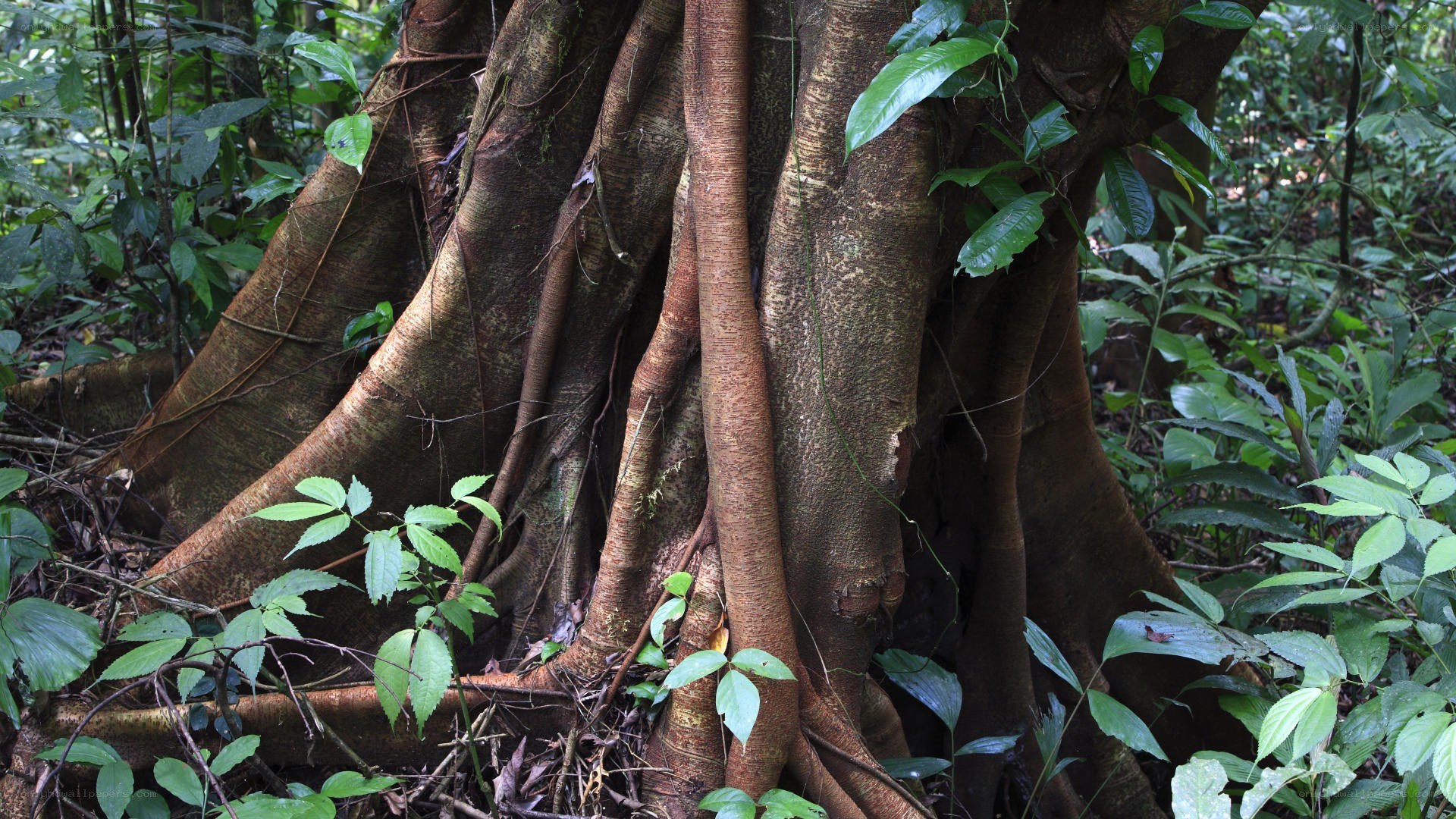 large tree roots in forest