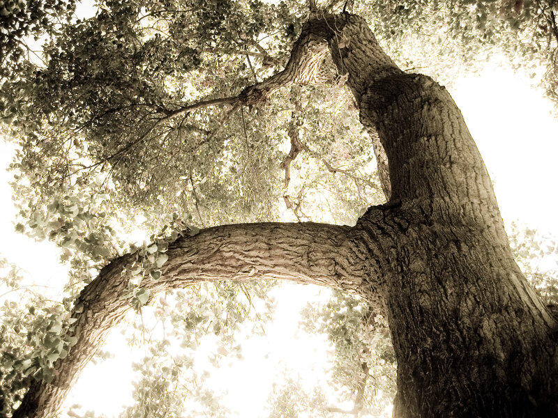 Large Tree Trunk and Branches — Brown