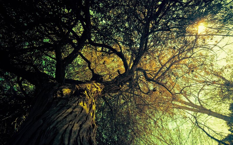 Large Tree Trunk and Branches — Green, Dramatic