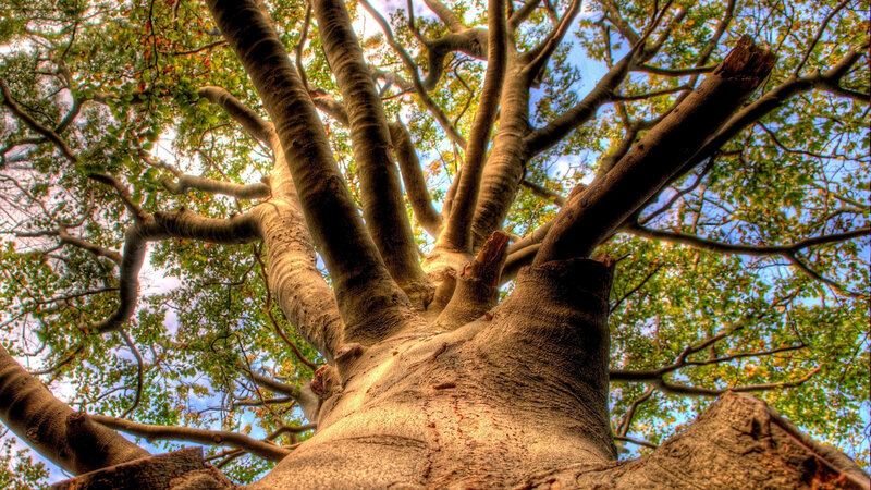 Large Tree Trunk and Branches