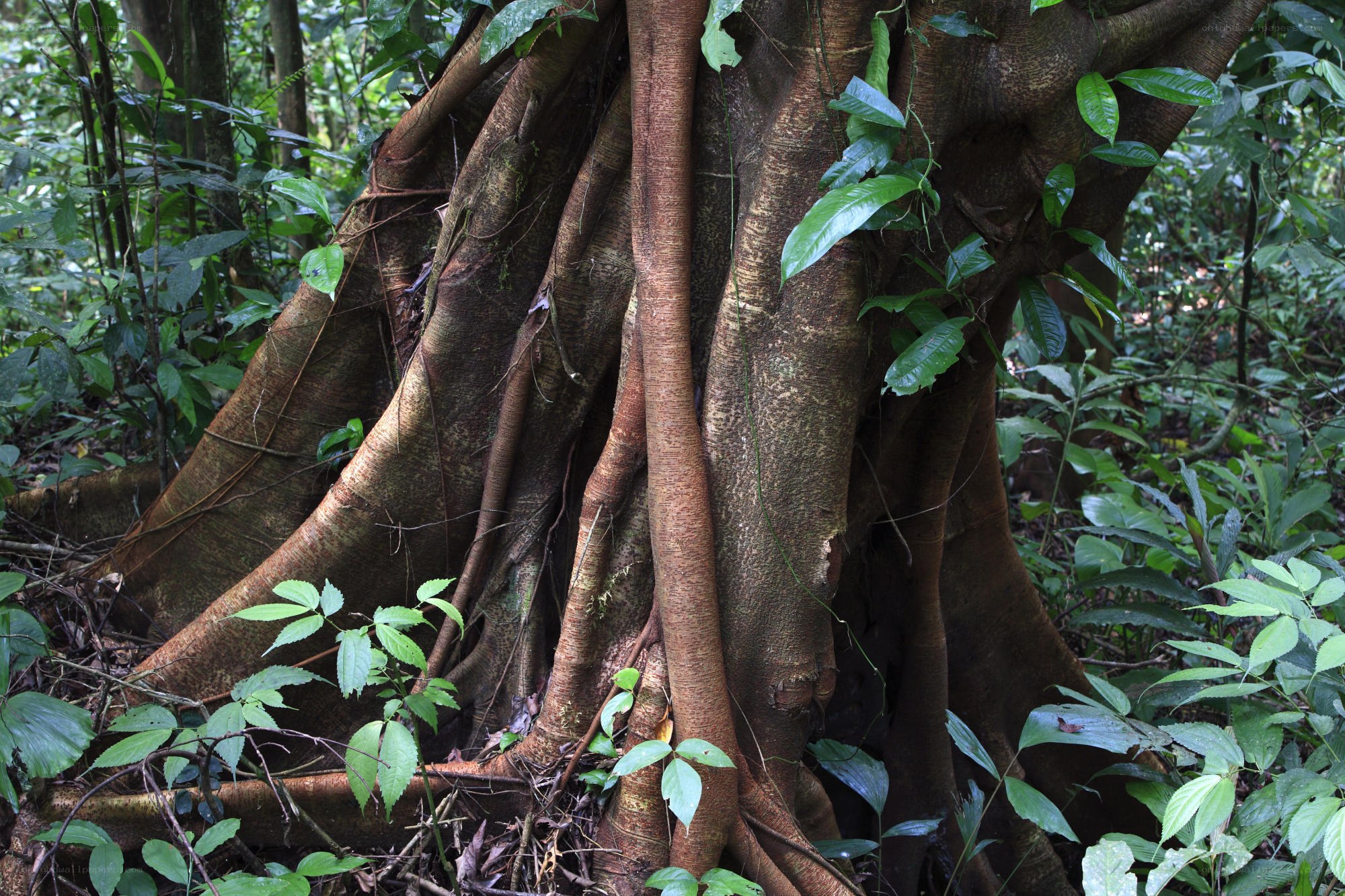 Large tree with aerial roots in forest