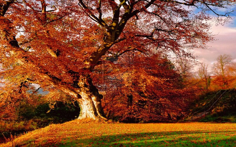 Large Tree with Autumn Leaves — Orange