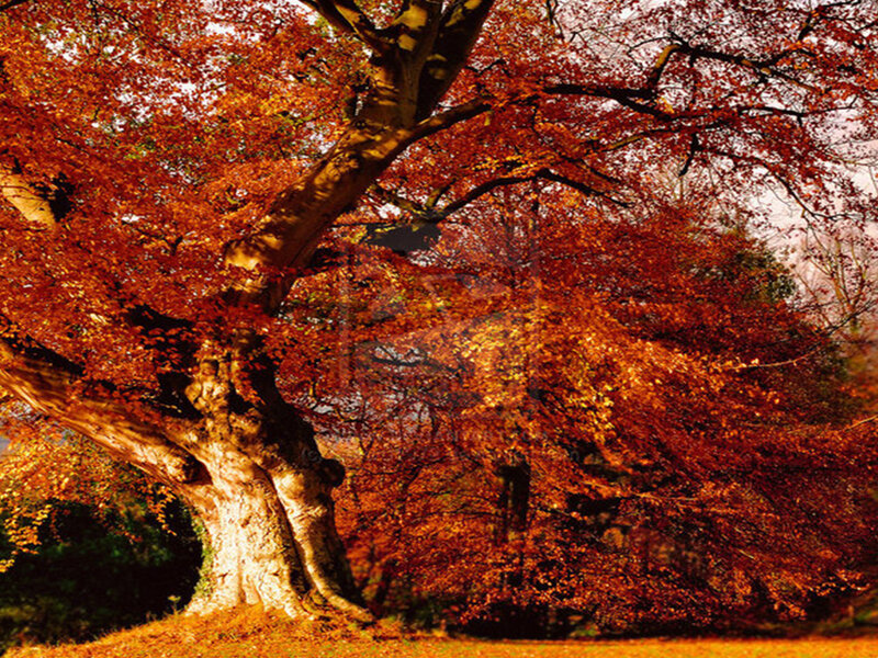 Large Tree with Autumn Leaves