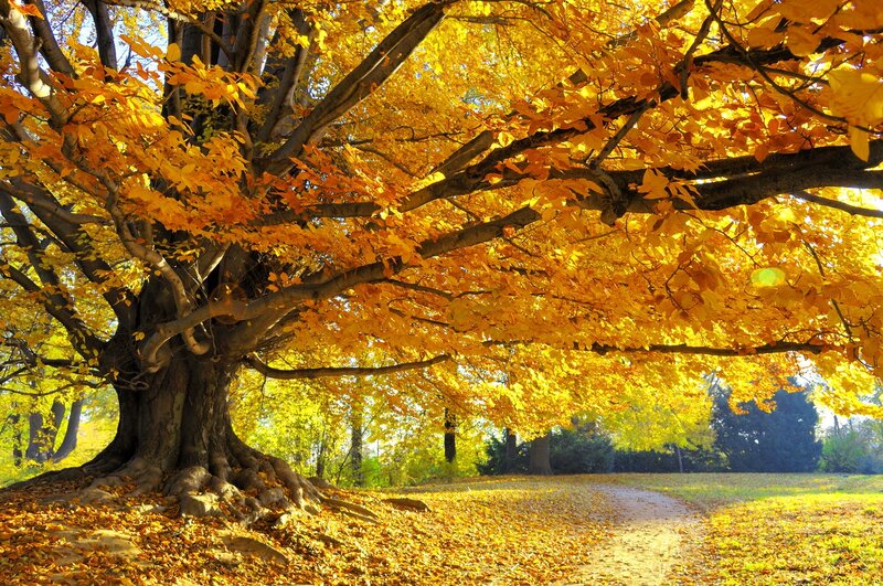 Large Tree with Autumn Leaves — Yellow, Serene