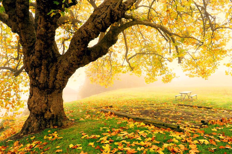 Large Tree with Autumn Leaves — Yellow
