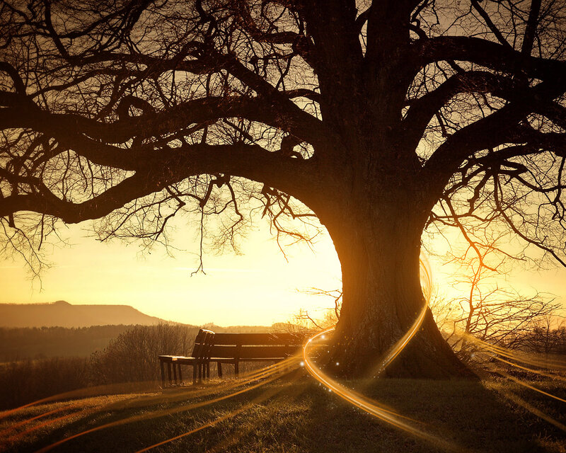 Large Tree with Bench — Gold, Serene, Sunset, Photograph