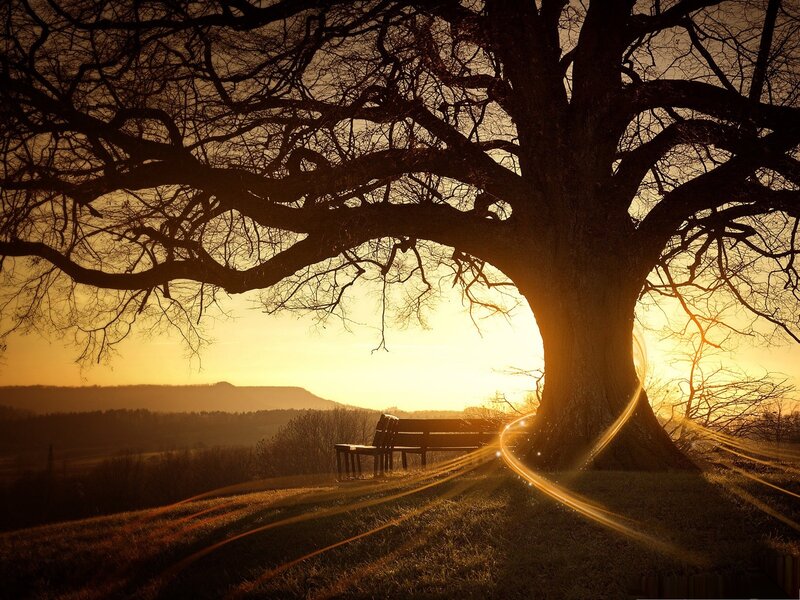 Large Tree with Bench — Gold, Serene, Sunset