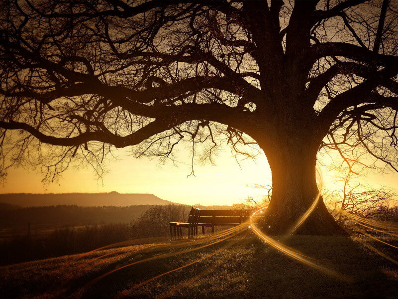 Large Tree with Bench — Gold