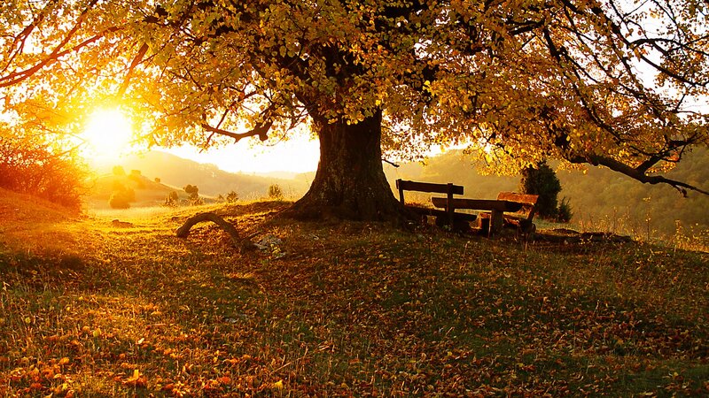 Large Tree with Bench