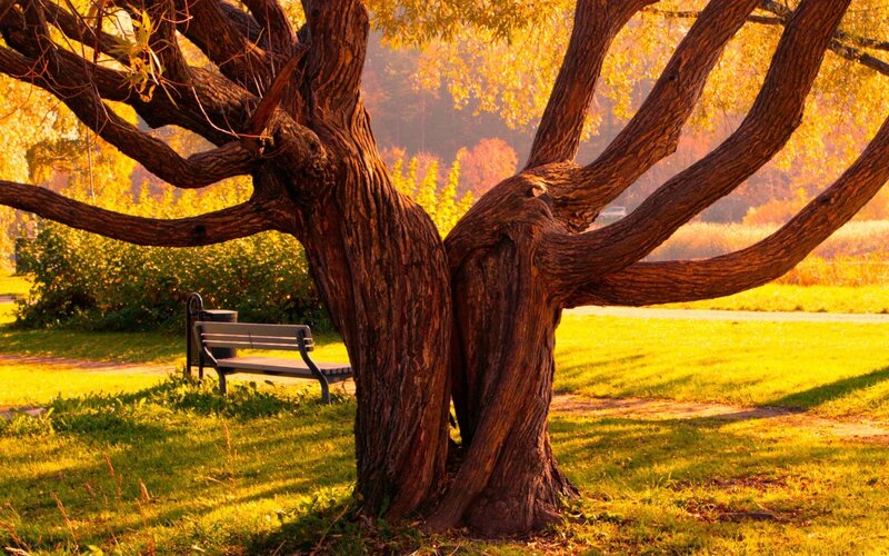 Large Tree with Bench — Yellow, Serene