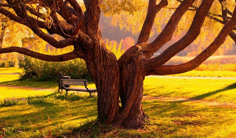 Large Tree with Bench — Yellow