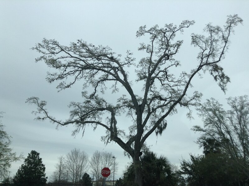 Large Tree with Birds