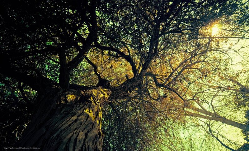 Large Tree with Branches