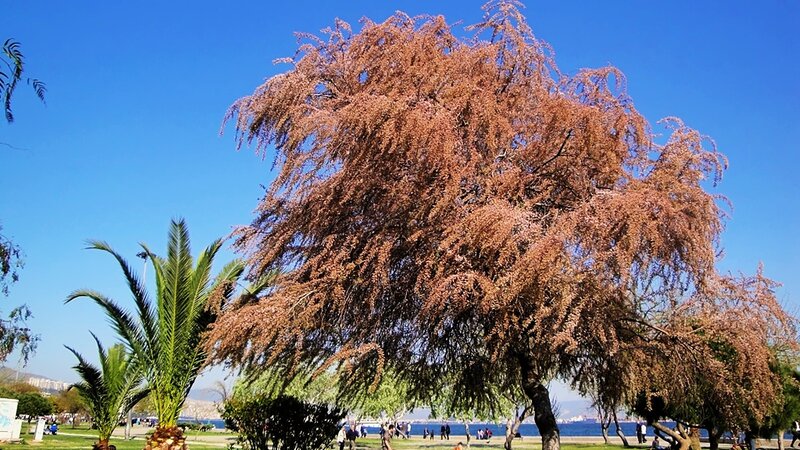 Large Tree with Brown Leaves