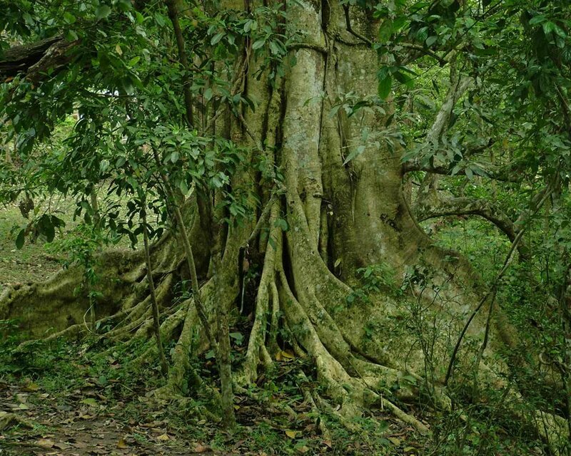 Large Tree with Buttress Roots