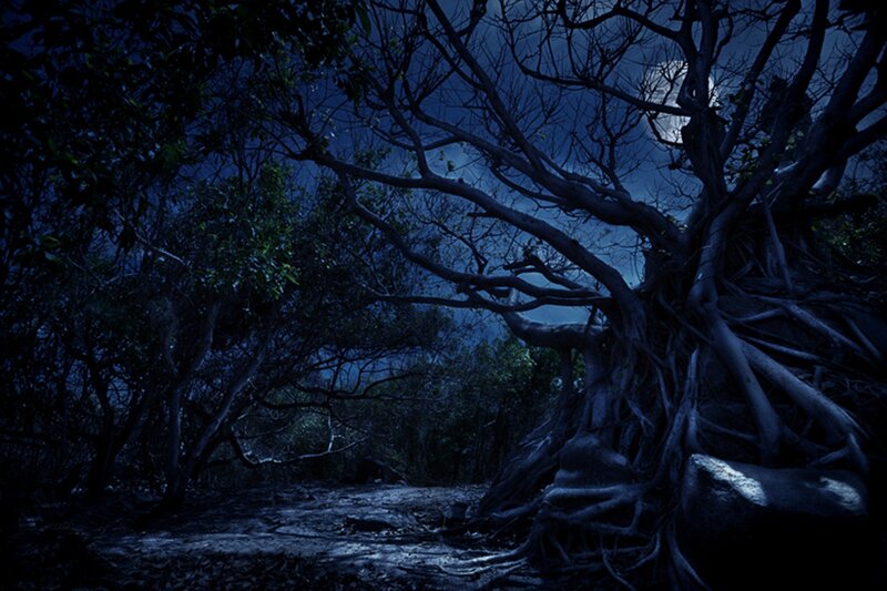 Large Tree with Exposed Roots — Blue