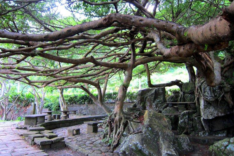 Large Tree with Exposed Roots — Green