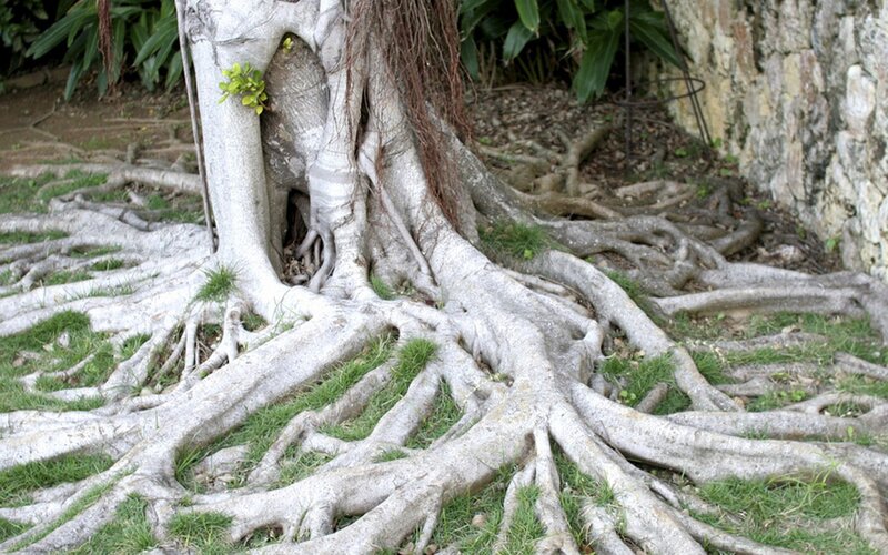 Large tree with exposed roots