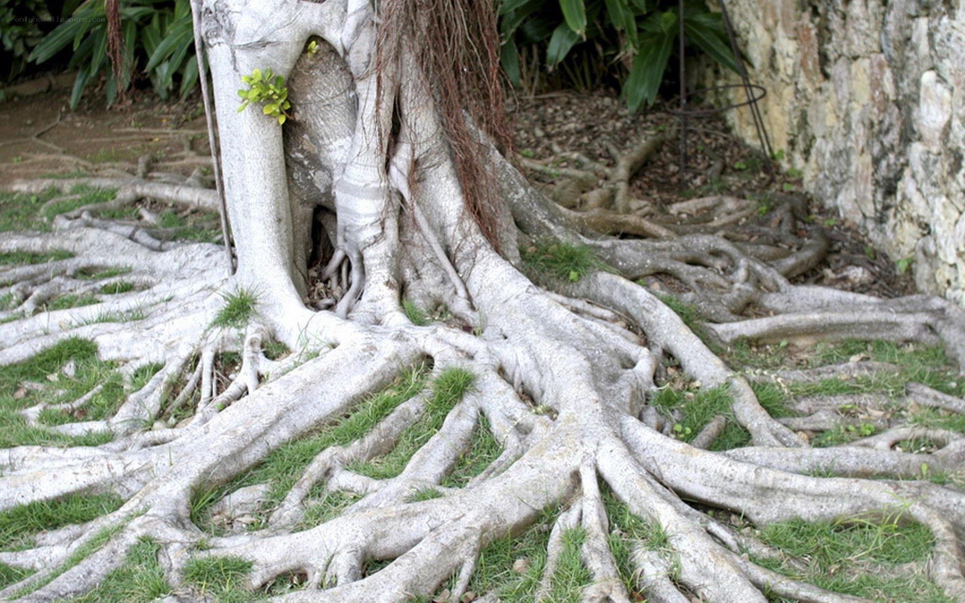 Large tree with exposed roots