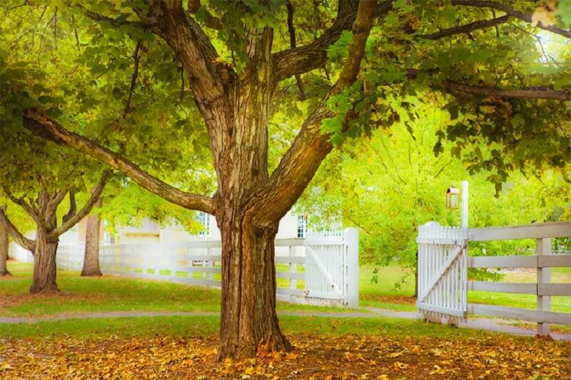 Large Tree with Fallen Leaves