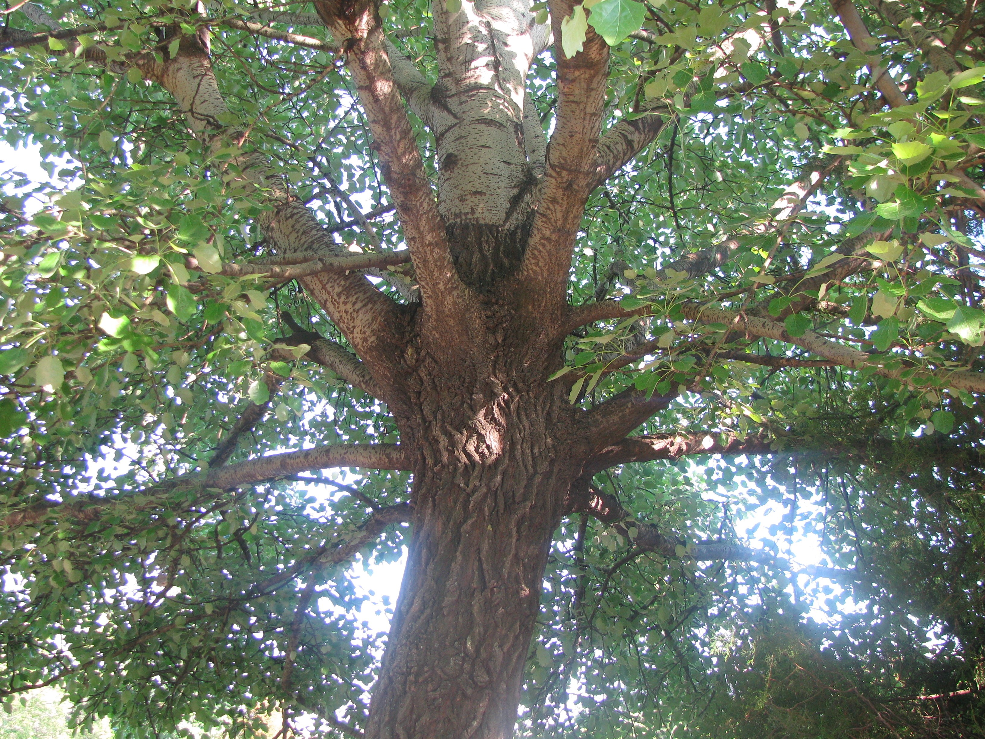 Large tree with green leaves
