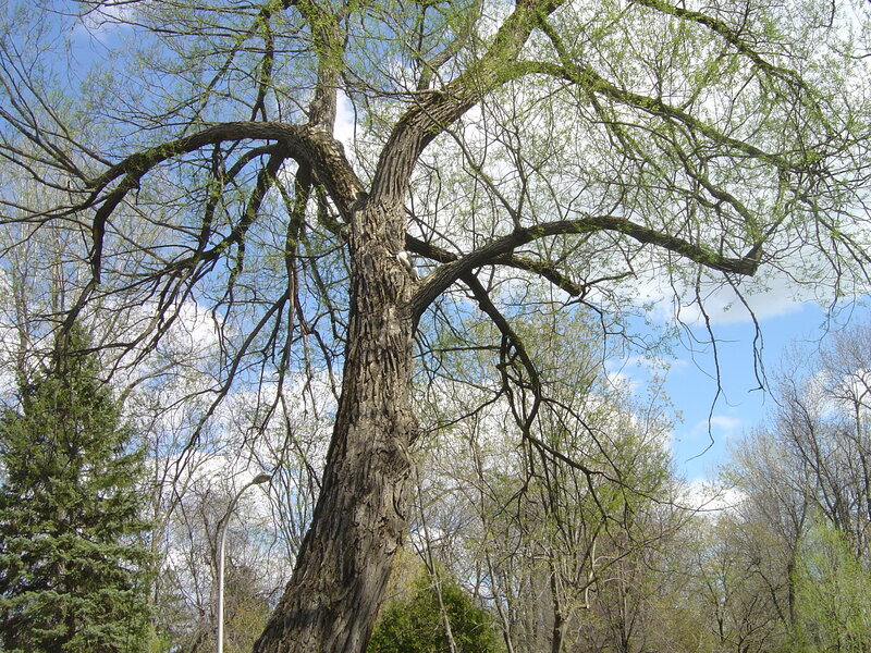 Large Tree with Green Leaves — Blue