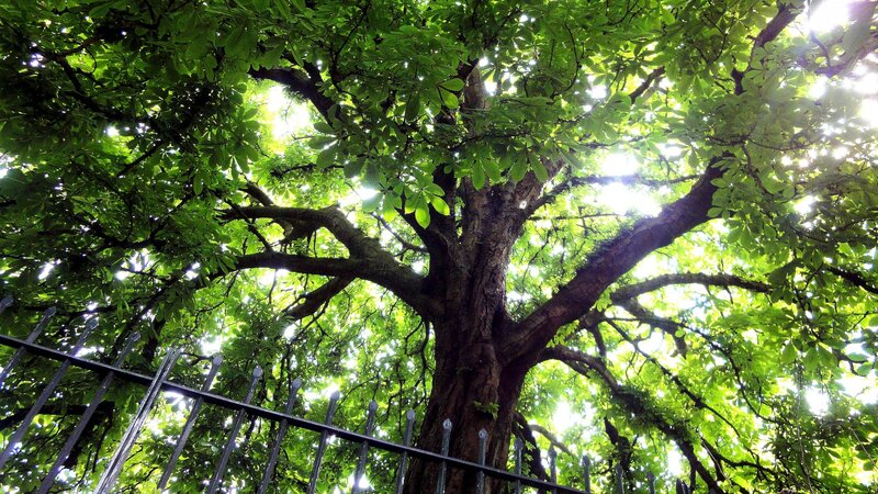 Large Tree with Green Leaves — Serene, Afternoon, Photograph, Fence