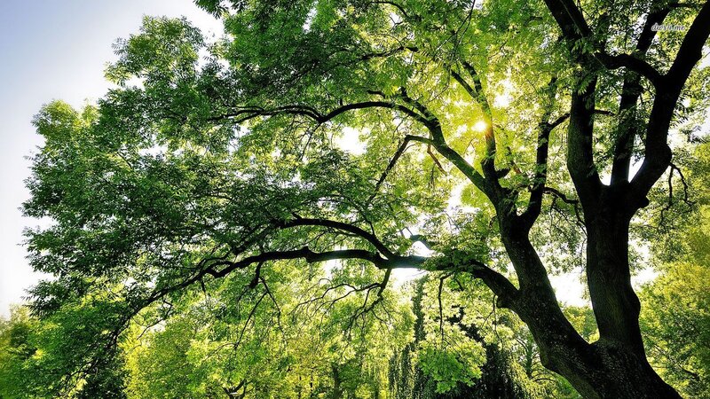 Large Tree with Green Leaves — Serene, Afternoon, Photograph
