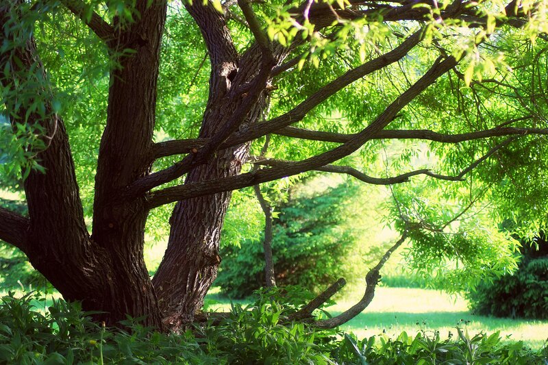 Large Tree with Green Leaves — Serene, Afternoon