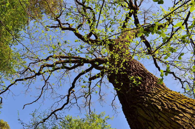 Large Tree with Green Leaves — Serene, Spring