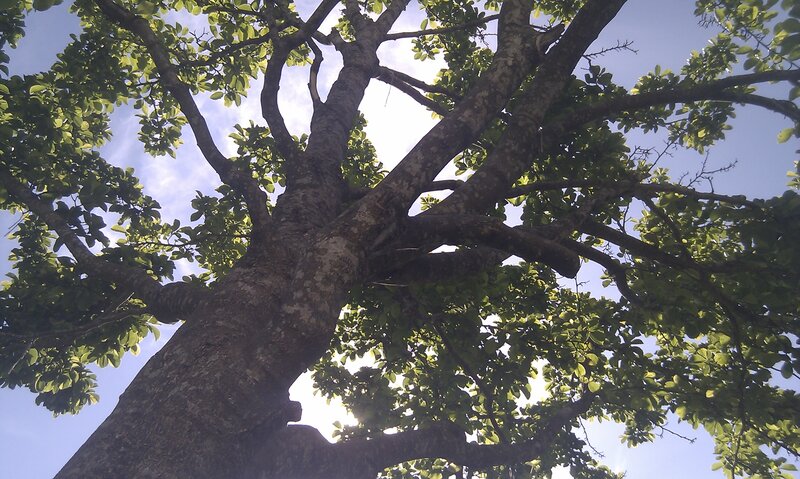 Large Tree with Green Leaves — Serene