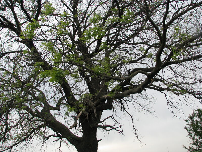 large tree with green leaves
