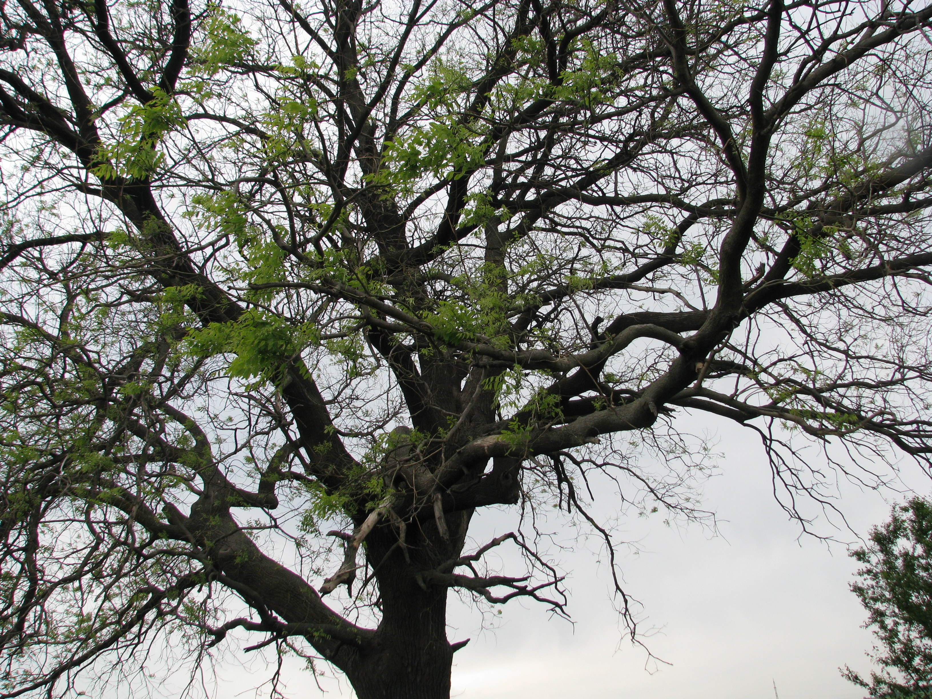 large tree with green leaves